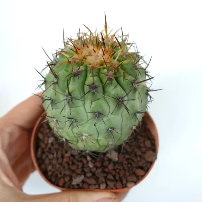 Copiapoa columna-alba X Copiapoa goldii (SHORT SPINES) - immagine 2