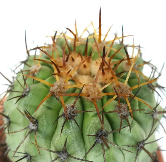 Copiapoa columna-alba X Copiapoa goldii (SHORT SPINES) - immagine 3