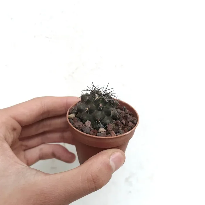 Copiapoa desertorum 21M Vendita calda online