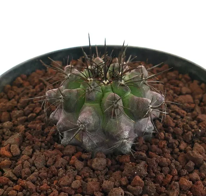 Copiapoa dura X griseoviolacea - immagine 2