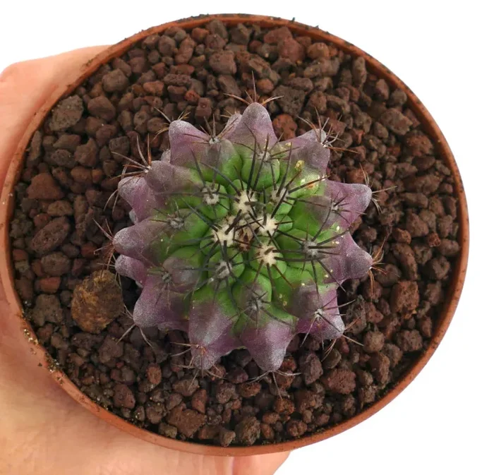 Copiapoa dura X griseoviolacea Sconti