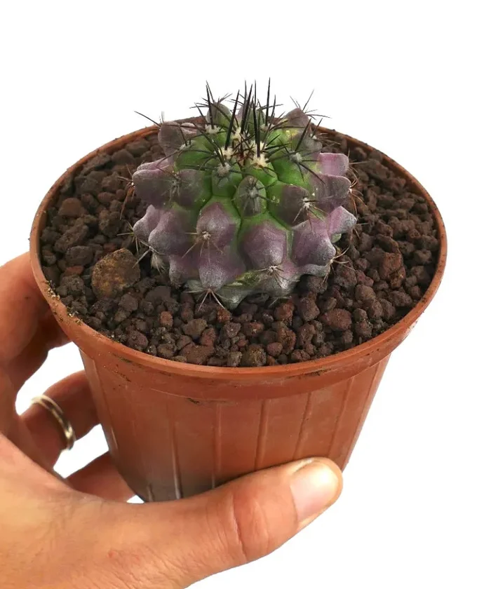 Copiapoa dura X griseoviolacea Sconti - immagine 2