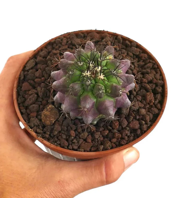 Copiapoa dura X griseoviolacea Sconti - immagine 3