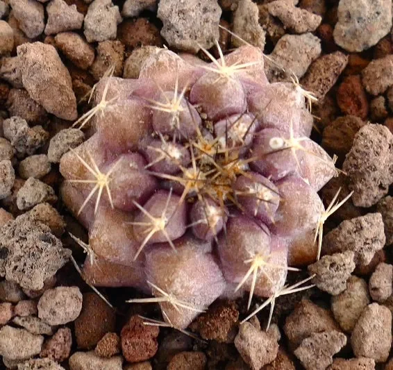 Copiapoa goldii PINK (small seedling)