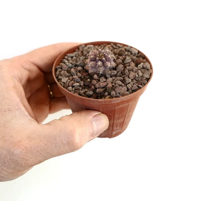Copiapoa goldii PINK (small seedling) - immagine 2