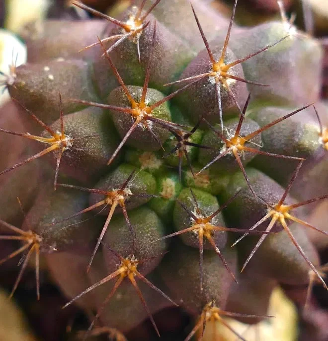 Copiapoa goldii RTA66 - immagine 2