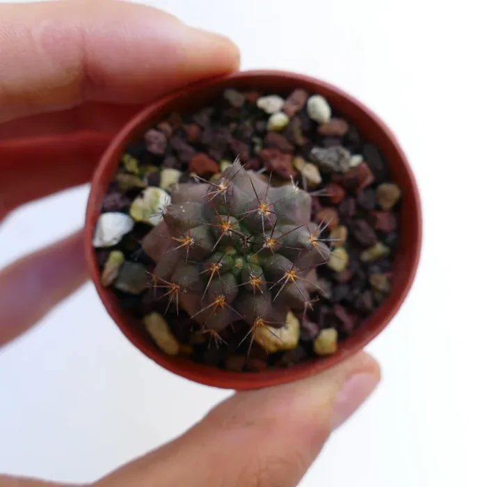 Copiapoa goldii RTA66 - immagine 3
