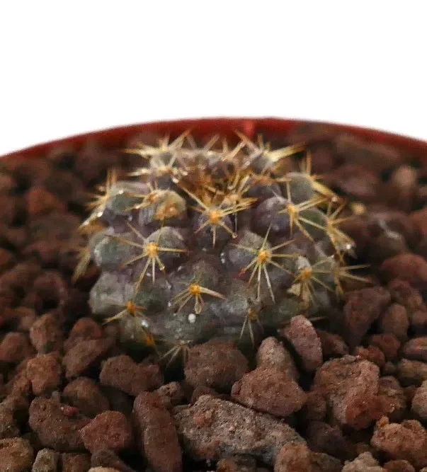 Copiapoa goldii SMALL SEEDLING
