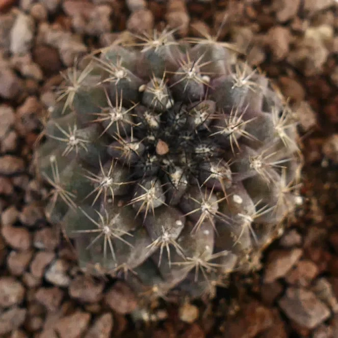 Copiapoa goldii X Copiapoa humilis DARK BROWN