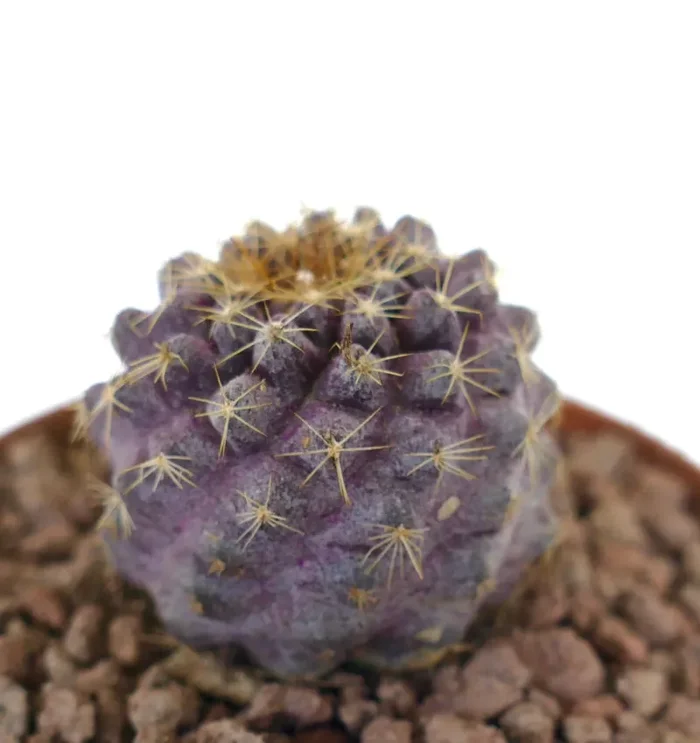 Copiapoa goldii x grieseoviolacea SUPER PINK