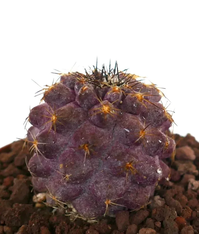 Copiapoa goldii x griseoviolacea PINKISH BODY