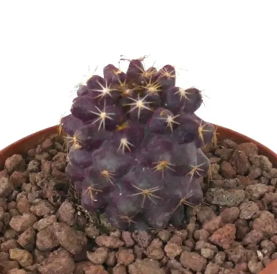 Copiapoa goldii x griseoviolacea (VERY PINK)