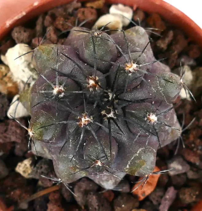 Copiapoa griseoviolacea F5L - immagine 2