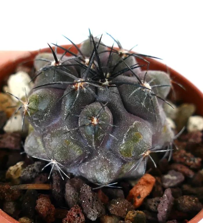 Copiapoa griseoviolacea F5L - immagine 3