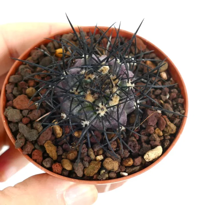 Copiapoa griseoviolacea (UNGRAFTED)