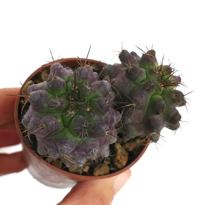 Copiapoa griseoviolacea X Copiapoa serpentisulcata 2 PLANTS