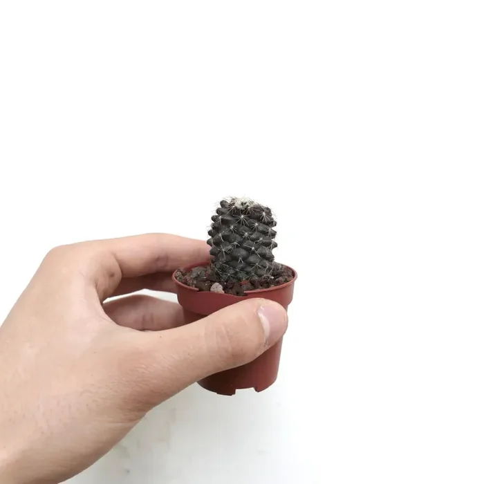 Copiapoa humilis 15RR - immagine 2