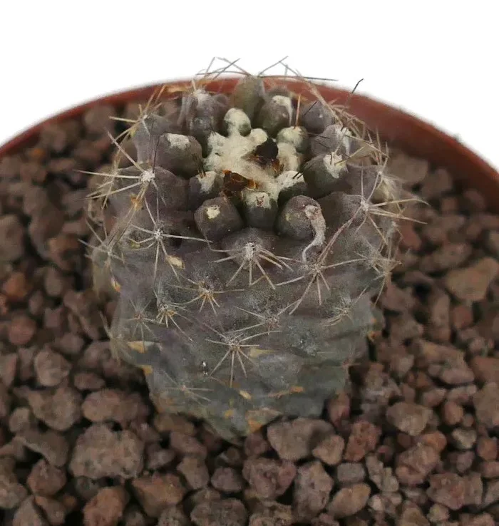 Copiapoa humilis GRAY WITH WOOLLY APEX