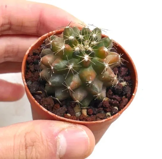 Copiapoa humilis VARIEGATED H9-PNTT Vendita online
