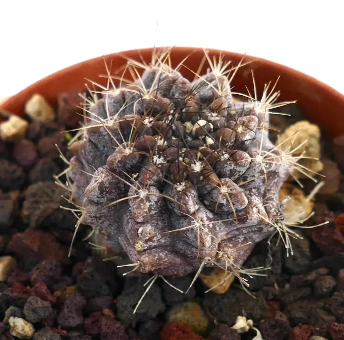 Copiapoa humilis X atacamensis 23W Vendita calda online