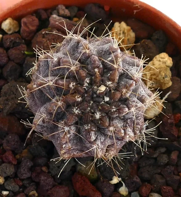 Copiapoa humilis X atacamensis 23W Vendita calda online - immagine 2