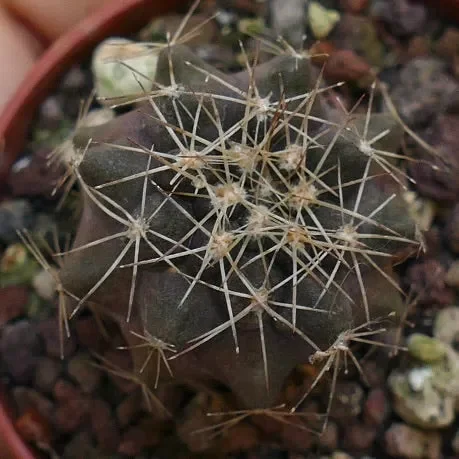 Copiapoa humilis X cinerea var. albispina VWT77 Vendita calda