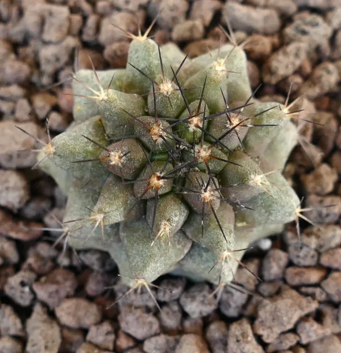 Copiapoa humilis X Copiapoa cinerea KIKKO GREEN Vendita calda