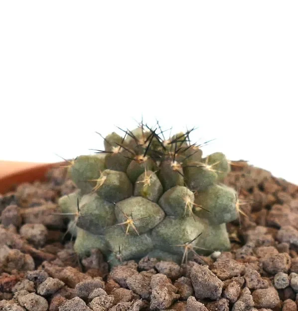 Copiapoa humilis X Copiapoa cinerea KIKKO GREEN Vendita calda - immagine 2