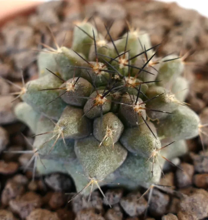 Copiapoa humilis X Copiapoa cinerea KIKKO GREEN Vendita calda - immagine 3
