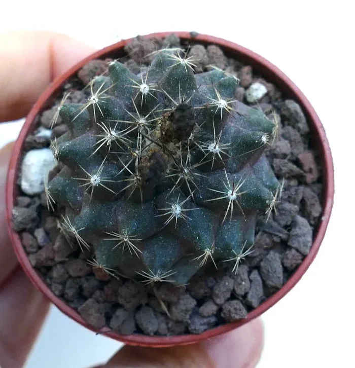 Copiapoa humilis X Copiapoa tenuissima WE331 - immagine 2