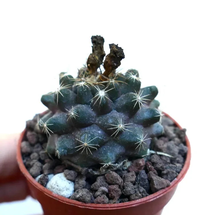 Copiapoa humilis X Copiapoa tenuissima WE331 - immagine 3