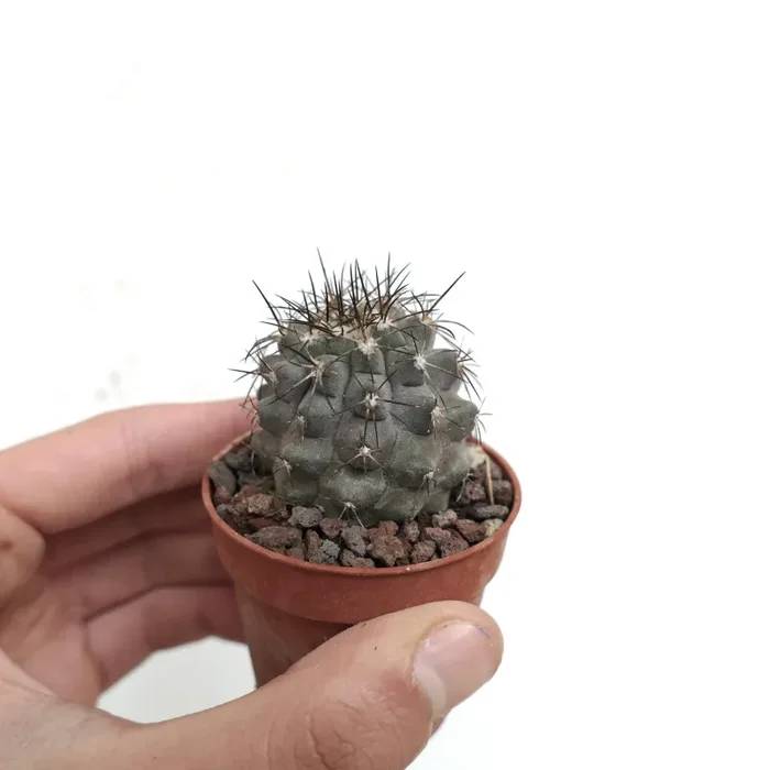 Copiapoa humilis X desertorum Y30 - immagine 2