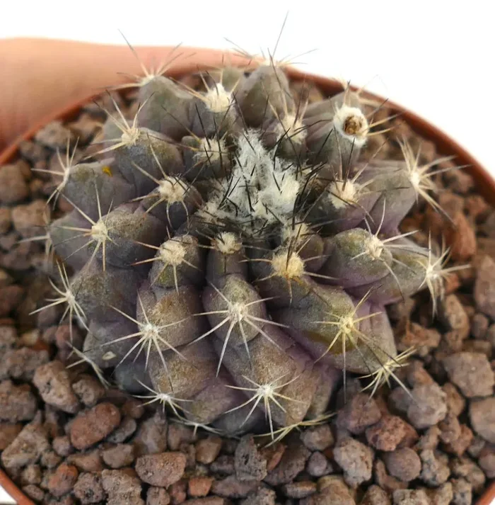 Copiapoa humilis X fiedleriana RARE HYBRID