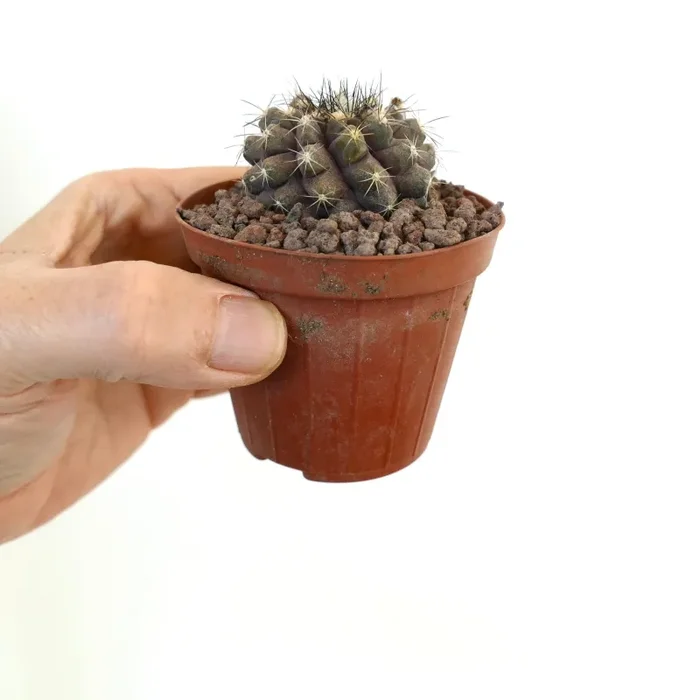 Copiapoa humilis X fiedleriana RARE HYBRID - immagine 2