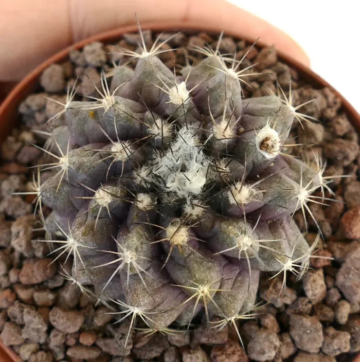 Copiapoa humilis X fiedleriana RARE HYBRID - immagine 3