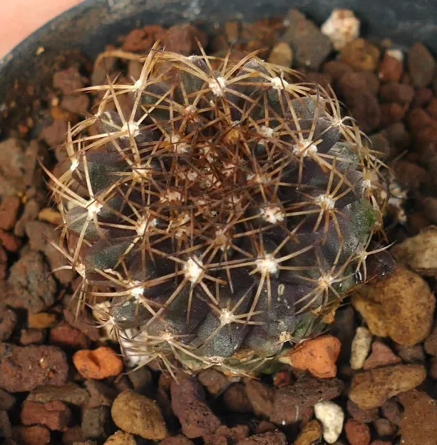 Copiapoa humilis X goldii