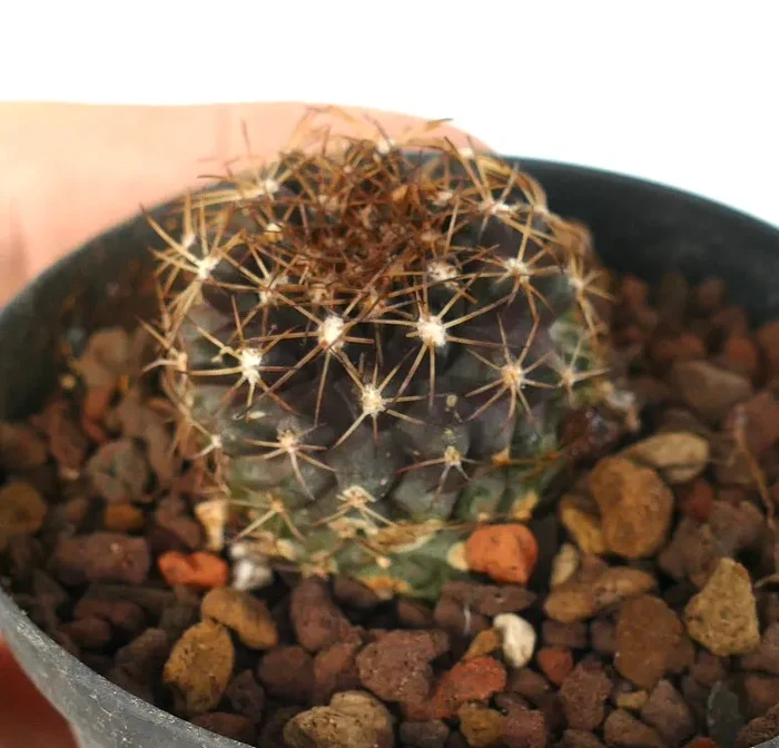Copiapoa humilis X goldii - immagine 2
