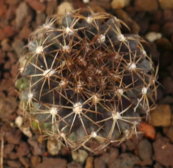 Copiapoa humilis X goldii - immagine 3