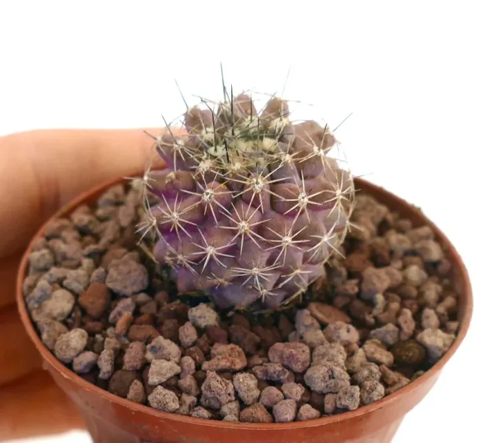 Copiapoa humilis X tenuissima HYBRID In saldo