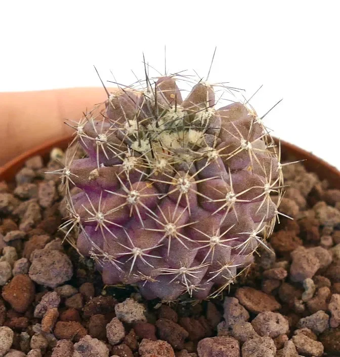 Copiapoa humilis X tenuissima HYBRID In saldo - immagine 2