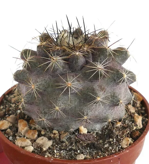 Copiapoa humilis XM2 - immagine 2