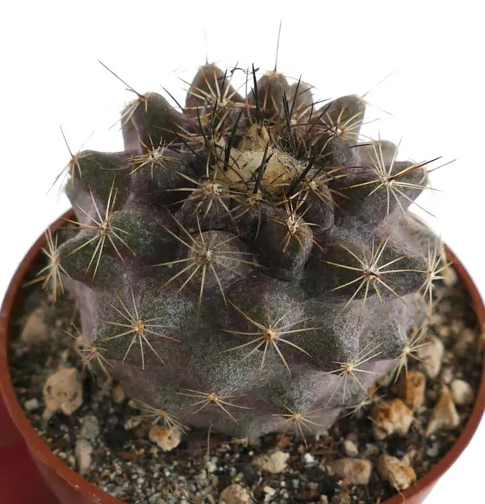 Copiapoa humilis XM2 - immagine 3