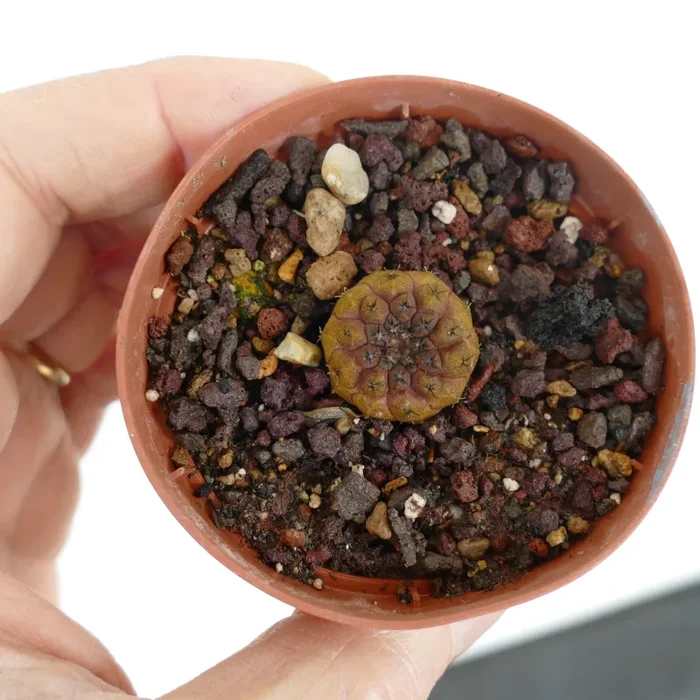 Copiapoa hypogaea (BROWN-RED colour) Vendita online