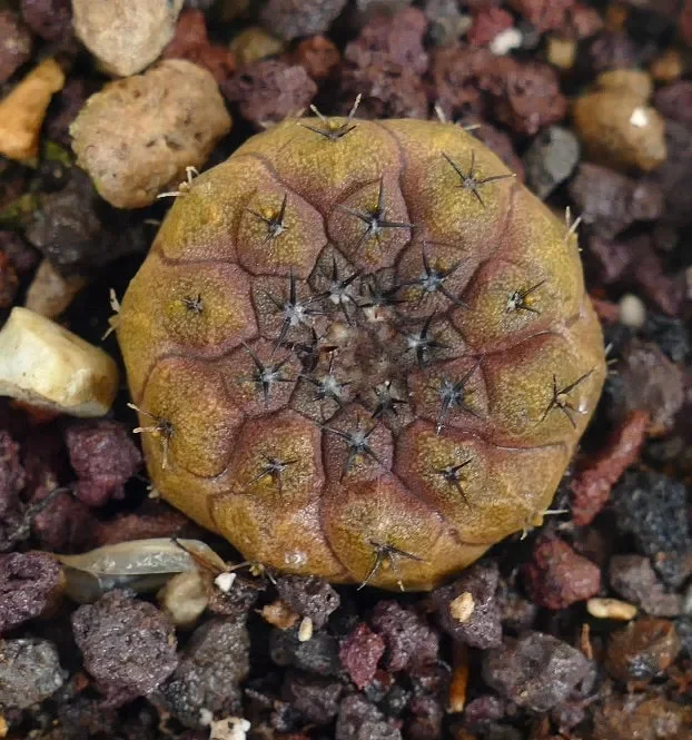 Copiapoa hypogaea (BROWN-RED colour) Vendita online - immagine 2