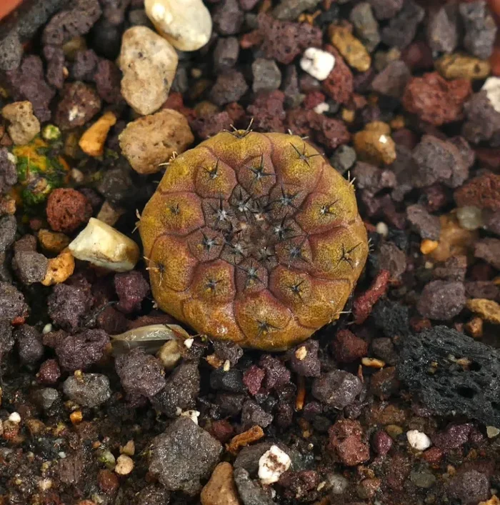 Copiapoa hypogaea (BROWN-RED colour) Vendita online - immagine 3