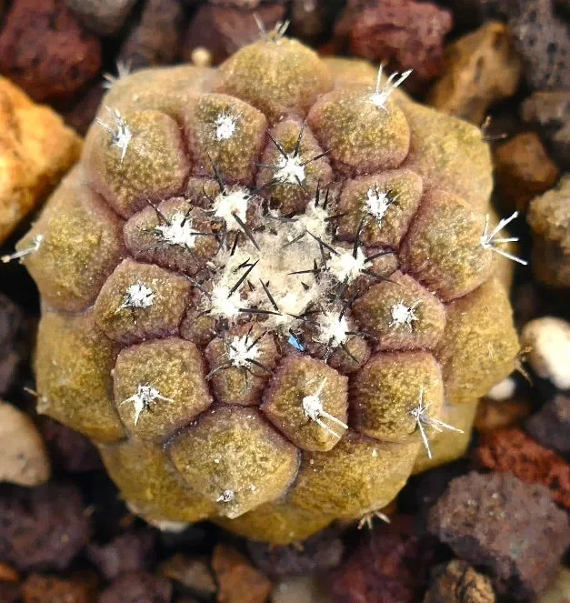 Copiapoa hypogaea cv LIZARD SKIN