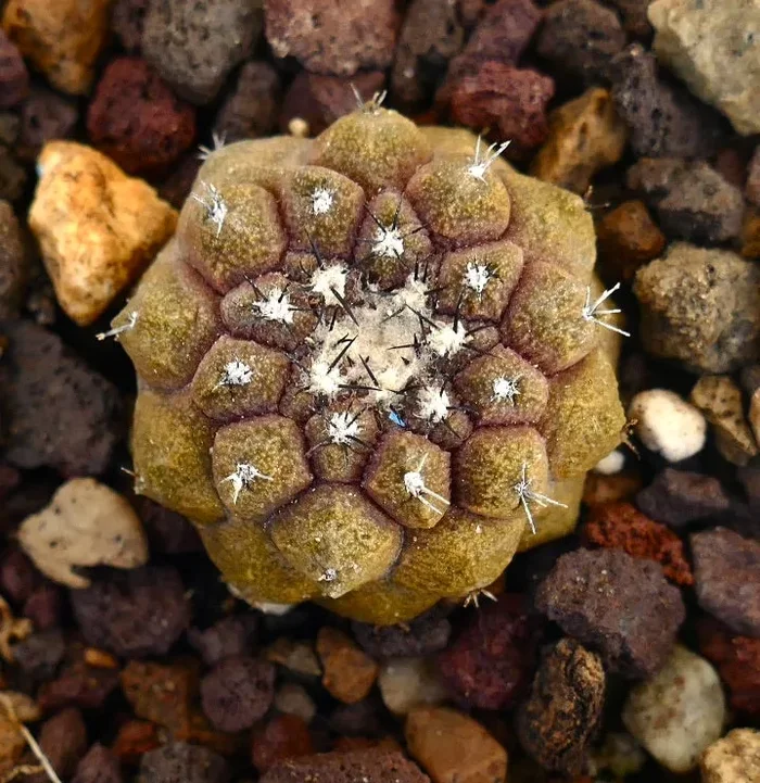 Copiapoa hypogaea cv LIZARD SKIN - immagine 2