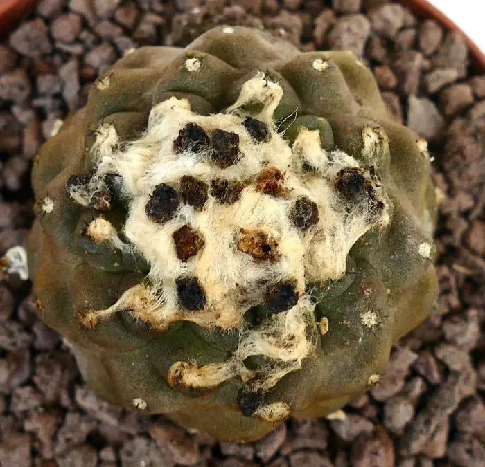 Copiapoa hypogaea HAIRY APEX