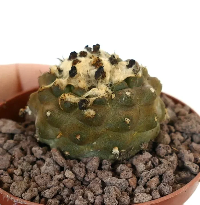Copiapoa hypogaea HAIRY APEX - immagine 2