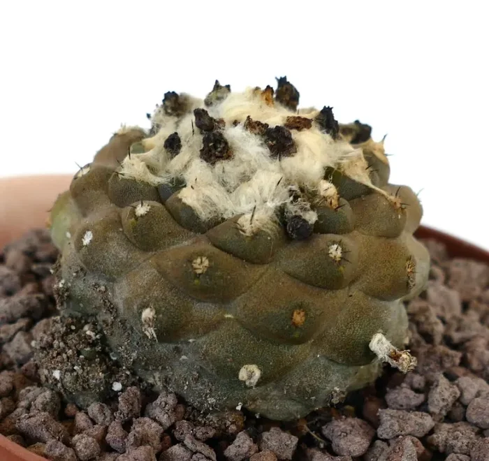 Copiapoa hypogaea HAIRY APEX - immagine 3
